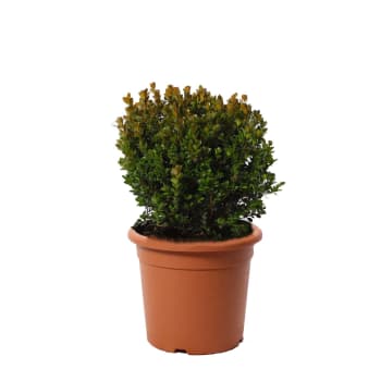 Bosso a Sfera Buxus Microphylla Faulkner H 40/50 cm Vaso Ø 24 cm