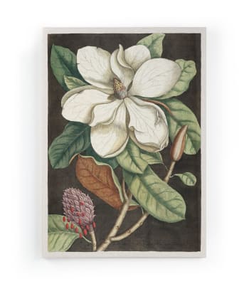 MAGNOLIA - Peinture sur toile 60x40 imprimé HD magnolia