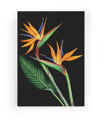 FLOR DEL PARAISO - Lienzo 60x40 impresión flor del paraíso