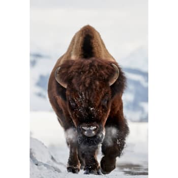 Animaux - Tableau sur toile bison 30x45 cm