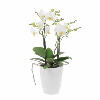 Orchidea Phalaenopsis Bicolore Pianta Vera H 60/70 cm Vaso Ø 12