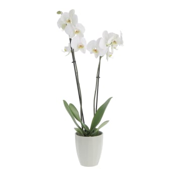 Orchidea Phalaenopsis Bicolore - Piante da Interno Vere Fiorite - H 60-70  cm Vaso Ø 12 cm