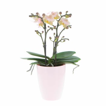 Pianta Orchidea Phalaenopsis Profumata Aromio H 30/35 cm Vaso Ø 12 cm