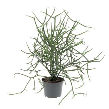 VIVAIO ANNESE - Beaucarnea Nolina Recurvata - Mangiafumo - Piante da  Interni Vere - Pianta Appartamento - H 40 cm Vaso Ø 15 cm - Vivaio Annese