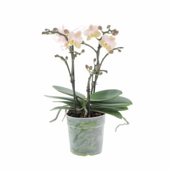 Orchidea Phalaenopsis Bicolore - Piante da Interno Vere Fiorite - H 60-70  cm Vaso Ø 12 cm