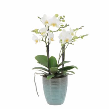 Kentia Palma Pianta da Interno Vera Alta 170/180 cm Vaso Ø 24 cm