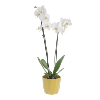 Orchidea Phalaenopsis Bianca Pianta Vera H 60/70 cm Vaso Ø 12 cm