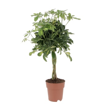 Euphorbia Tirucalli Piante Grasse Vere da Interni H 30-40 cm Ø 12 cm