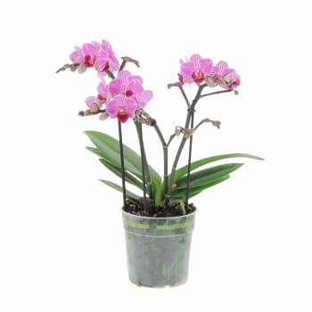 Orchidea Phalaenopsis Fucsia Pianta Vera H 60/70 cm Vaso Ø 12 cm