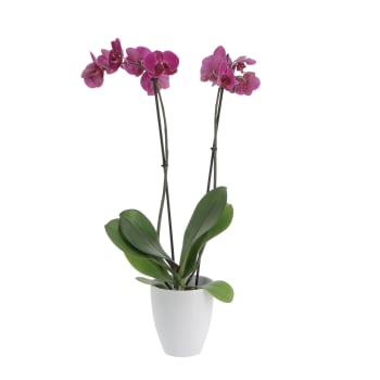 Orchidea Phalaenopsis Bicolore Pianta Vera H 60/70 cm Vaso Ø 12 cm