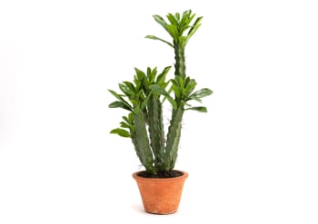 Cactus euphorbia H57 Vert x H57cm