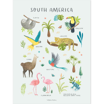 LIVING EARTH - Affiche Animaux d'Amérique du Sud (30 x 40 cm)