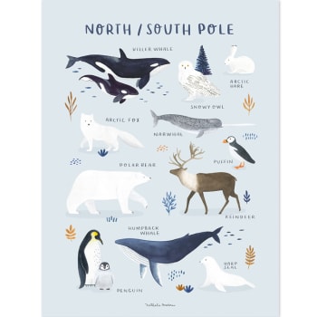 LIVING EARTH - Affiche Animaux des Pôles Nord et Sud (30 x 40 cm)