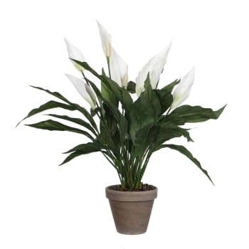 Spathiphyllum - Spathiphyllum artificiale bianco in vaso alt.50