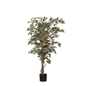 Ficus - Ficus artificiale verde variegato in vaso alt.135