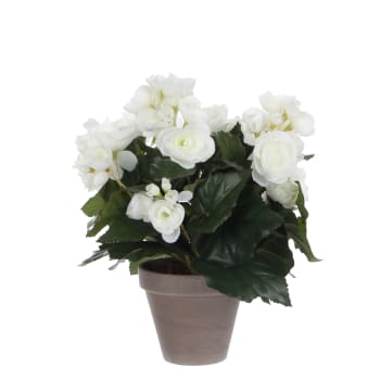Begonia - Bégonia artificielle blanc en pot H30
