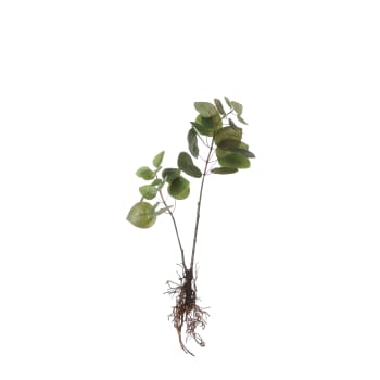 Eucalyptus - Eucalyptus artificielle et ses racines vert H64