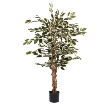Ficus - Ficus artificiale verde variegato in vaso alt.110