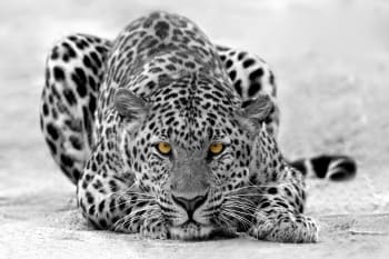 Cuadro leopardo blanco y negro impresión sobre lienzo 90x60cm