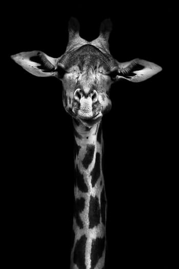 Quadro di giraffa ad alto ritratto Stampa su tela 40x60cm