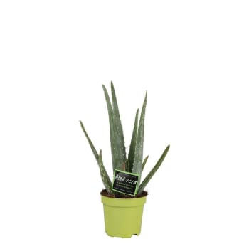 Plante d'intérieur - Aloe Vera Barbadensis 35cm