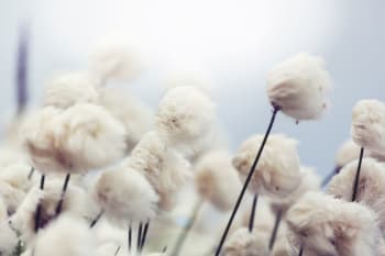 Tableau fleurs de coton au vent toile imprimée 120x80cm
