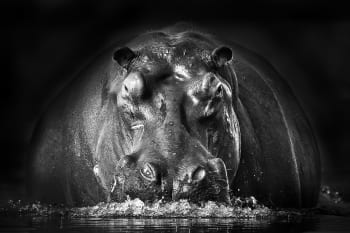 Tableau animaux portrait hippo toile imprimée 120x80cm