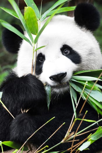 Tableau regard de panda imprimé sur toile 80x120cm