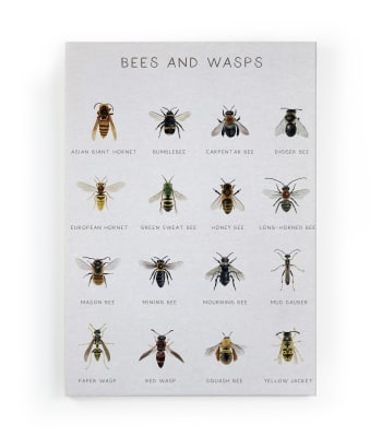 BEES - Leinwand 60x40 Bienen-Druck