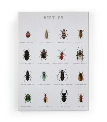 BEETLES - Peinture sur toile 60x40 Imprimé coléoptères