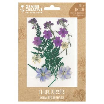 13 fleurs pressées - prairie violette