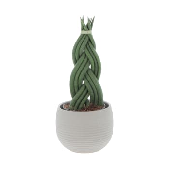 Pianta finta cactus in vaso 57h cm