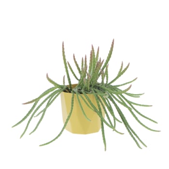 Kentia Palma Pianta da Interno Vera Alta 170/180 cm Vaso Ø 24 cm