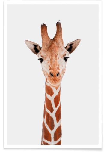 Giraffe - Affiche blanc & marron
