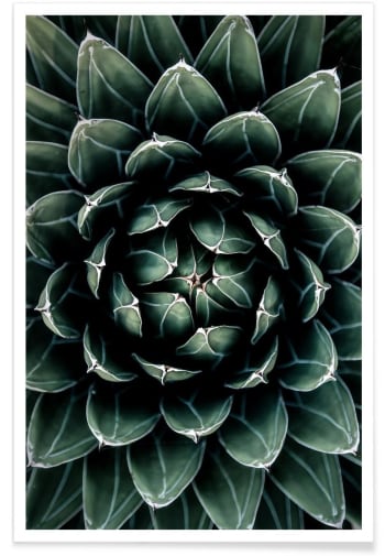 Cactus heart - Affiche vert