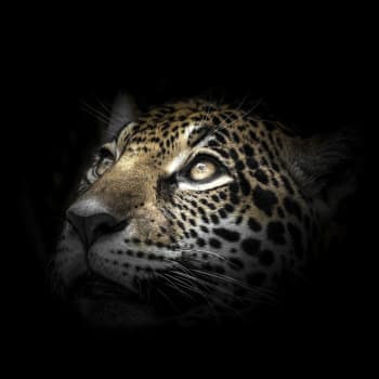 Animaux - Tableau sur verre regard léopard 30x30 cm
