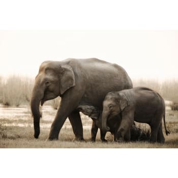 Animaux - Tableau sur verre synthétique famille d'éléphants 80x120 cm