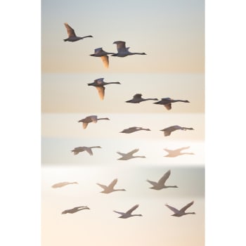 Animaux - Tableau sur verre oiseaux sauvages 45x65 cm