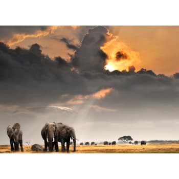 Animaux - Tableau sur verre troupeau d'éléphants 30x45 cm