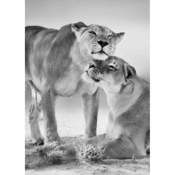 Animaux - Tableau sur verre lionnes noir et blanc 45x65 cm