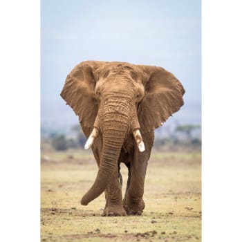 Animaux - Tableau sur toile portrait éléphant 30x45 cm