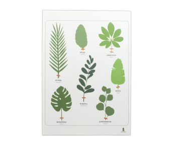 l'herbier tropical - Affiche A4 250g Herbes