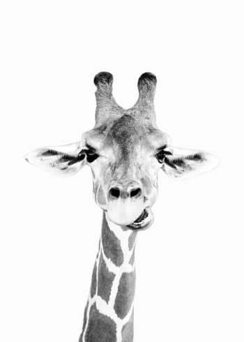 KATHRIN PIENAAR - Poster Baby giraffe 60x90cm