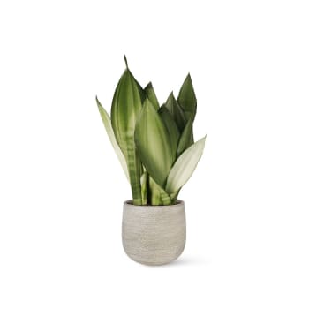 Plantas de interior natural sansevieria 60 cm