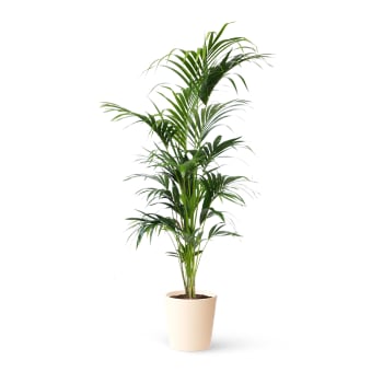 Plantas de interior natural kentia 170 cm