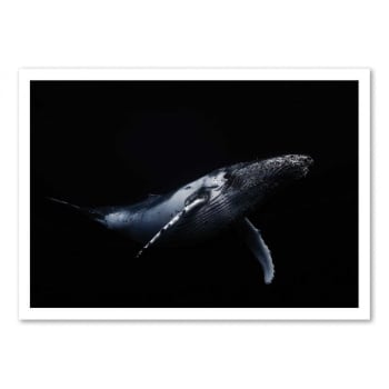 Affiche 50x70 cm - Black & Whale - Barathieu  Gabriel
