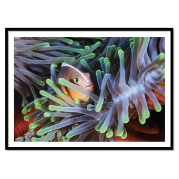 Affiche 30x40 cm et cadre noir - Clownfish - Gabriel Barathieu