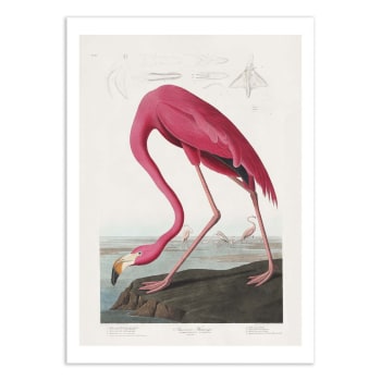 Affiche 50x70 cm - Pink Flamingo From Birds of America 1827 - Pictufy