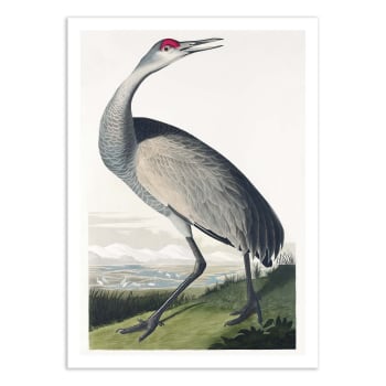Affiche 50x70 cm - Hooping Crane From Birds of America 1827 - Pictufy