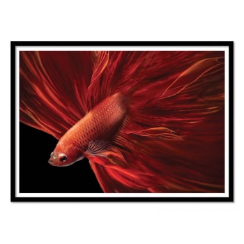 Affiche 30x40 cm et cadre noir - Red fir Bettafish - Antonyus Bunjami